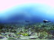 360 Underwater Manta Experience