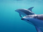 Dusky Dolphins in Kaikoura