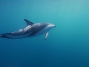 Dusky Dolphins in Kaikoura