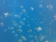 Snorkeling in Phi Phi Islands