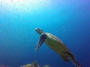 Snorkeling in Phi Phi Islands