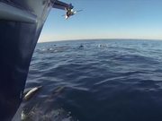 Riding With The Dolphins