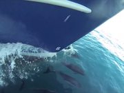 Riding With The Dolphins
