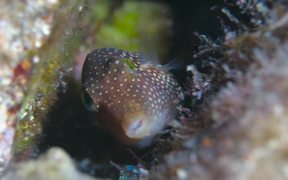 Beautiful Baja - Animals - VIDEOTIME.COM