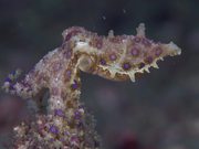 Aliens of the Lembeh Strait