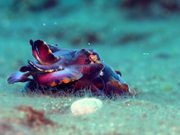 Aliens of the Lembeh Strait