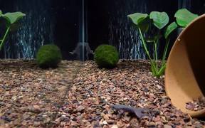 Three-Tap African Dwarf Frog Feeding - Animals - VIDEOTIME.COM