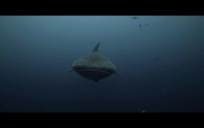 Whale Sharks Highlights - Animals - VIDEOTIME.COM
