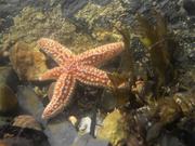 Common Starfish Moving in a Rockpool