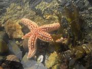 Common Starfish Moving in a Rockpool