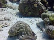 Common Caribbean Octopus