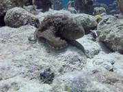 Common Caribbean Octopus