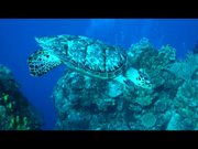 Turtle in Cozumel