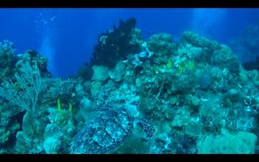 Turtle in Cozumel - Animals - VIDEOTIME.COM