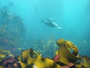 Seal Diving in Cape Town