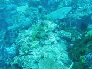 Underwater Cinematography Reel