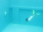 Kids Swimming Underwater