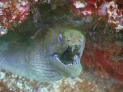 Iguana Divers - Santa Teresa