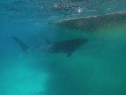 Whale Sharks Swimming Through Trichodesmium