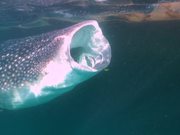 Whale Sharks Swimming Through Trichodesmium