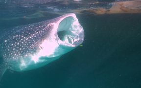 Whale Sharks Swimming Through Trichodesmium - Animals - VIDEOTIME.COM