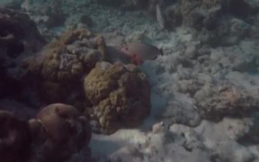 Maldives Royal Island Aerials - Fun - VIDEOTIME.COM