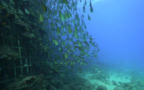 Collective Behaviour On The Reef - Animals - VIDEOTIME.COM