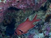 Blotcheye Soldierfish Swim Around the Reef