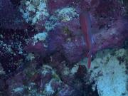 Blotcheye Soldierfish Swim Around the Reef