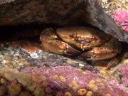 Velvet Crab in Amongst Jewel Anemones