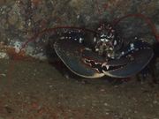 Common Lobster Sits in a Crevice