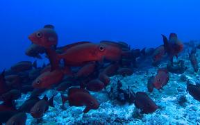 Large Shoal of Goggle Eye Fish.. - Animals - VIDEOTIME.COM