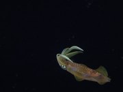 Two Bigfin Reef Squid at Night