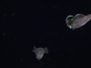 Two Bigfin Reef Squid at Night