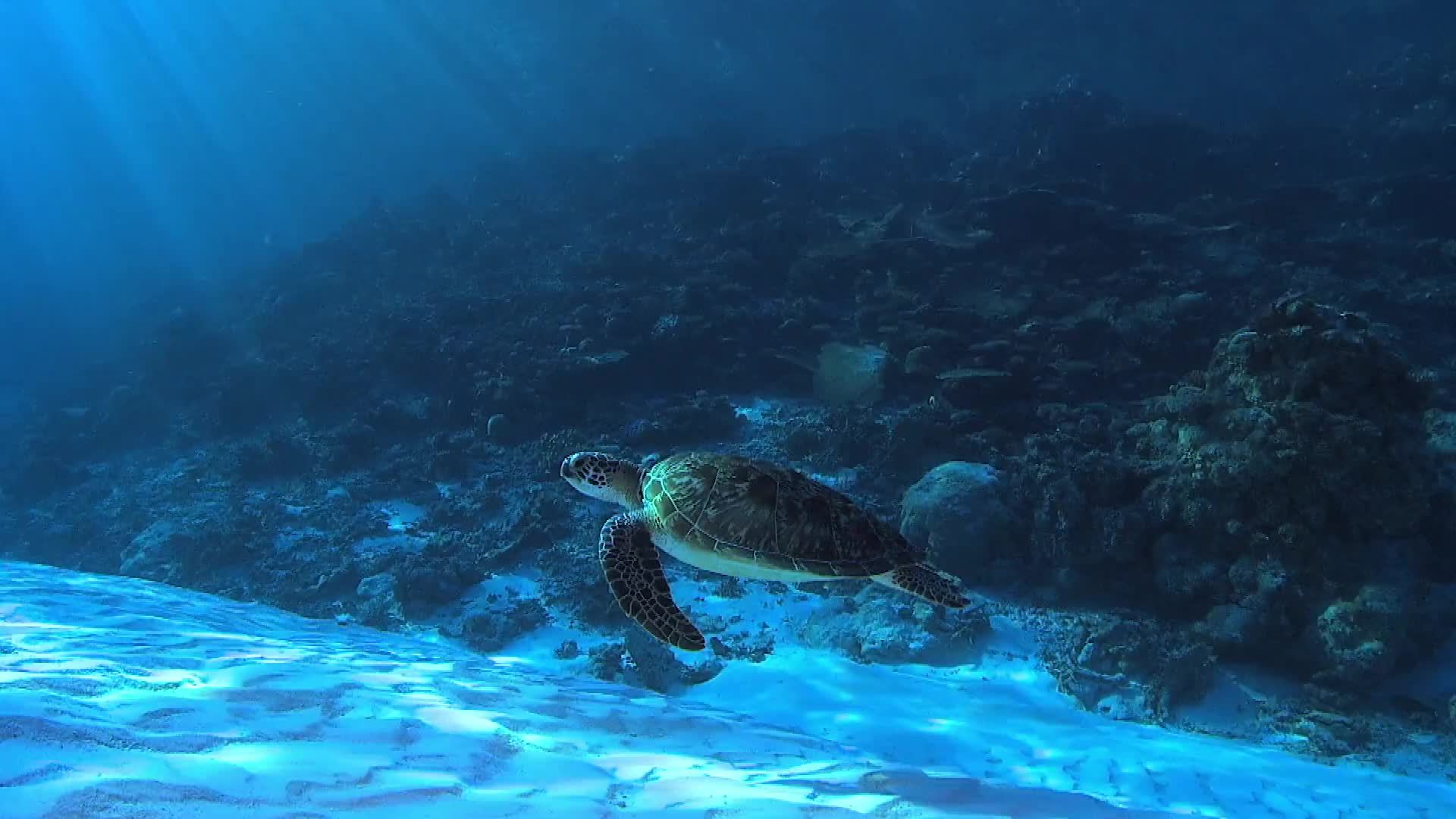 Green Sea Turtle Swims Over a Sandy Reef
