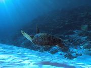 Green Sea Turtle Swims Over a Sandy Reef