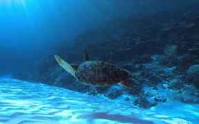 Green Sea Turtle Swims Over a Sandy Reef - Animals - VIDEOTIME.COM