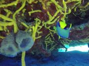 Cozumel Diving 2016