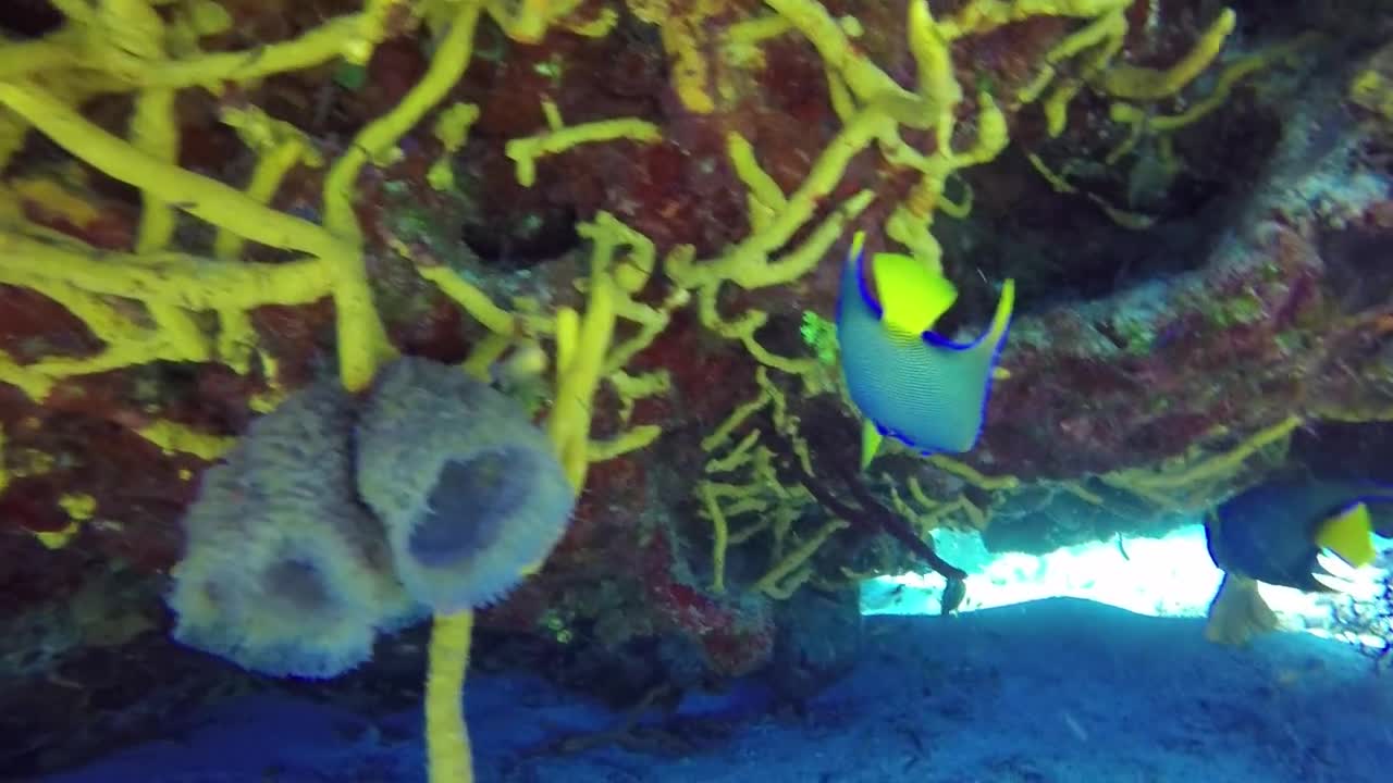 Cozumel Diving 2016