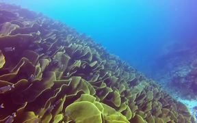 Underwater Marvels of Palau - Fun - VIDEOTIME.COM