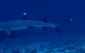 Whitetip Reef Shark Swims - Animals - VIDEOTIME.COM