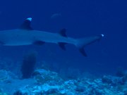 Whitetip Reef Shark Swims