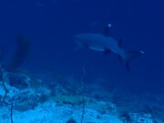 Whitetip Reef Shark Swims