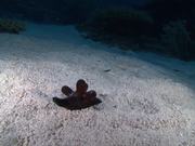 Maldives Sponge Snail Crawls