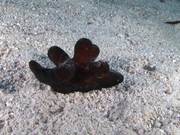 Maldives Sponge Snail Crawls