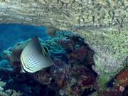 Eastern Triangle Butterflyfish Pecking