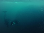 Killer Whales in Tromso