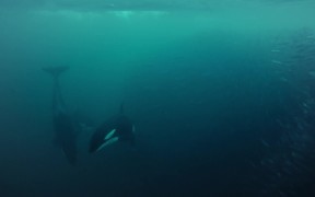 Killer Whales in Tromso - Animals - VIDEOTIME.COM