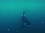 Killer Whales in Tromso