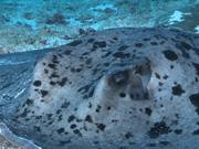 Close up of a Round Ribbontail Ray